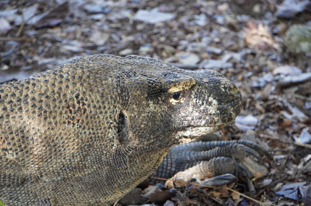 Komodo Dragon #2