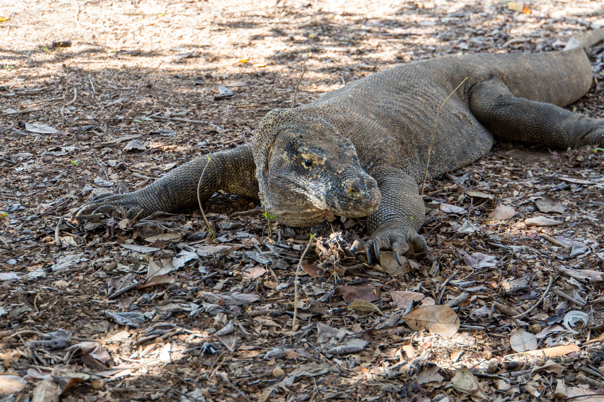 Komodo Dragon #2