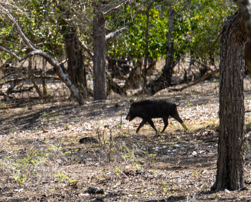 Around Komodo Island, Wild pig, fleeing the scary humans