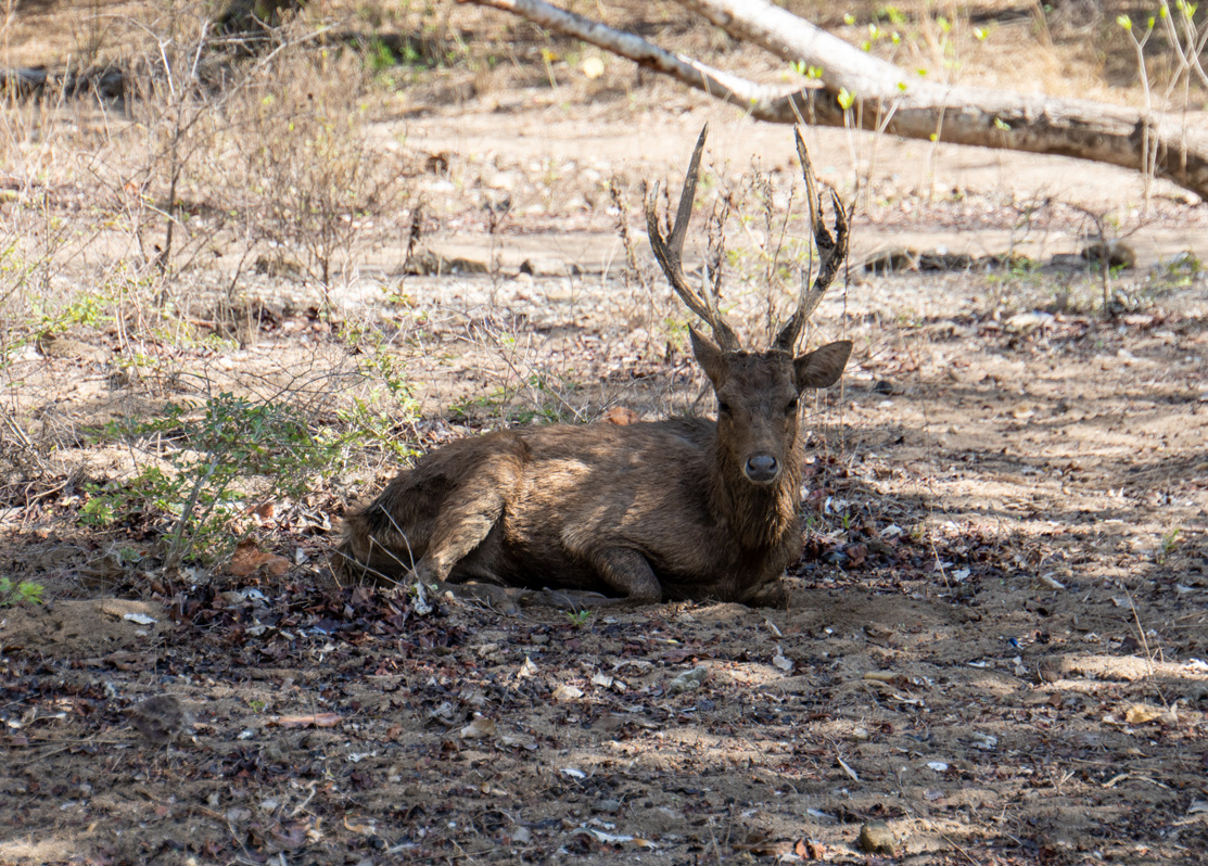 Around Komodo Island, Watchful local deer