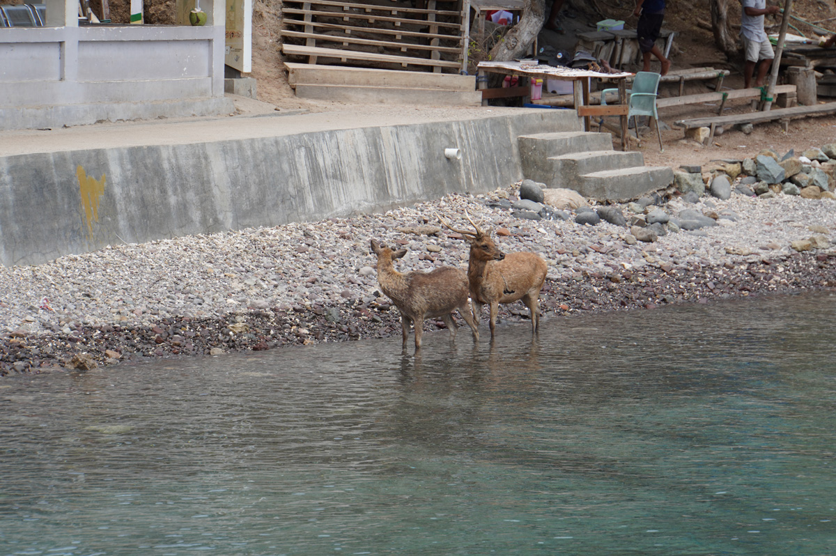 Padar Island, Padar Deer