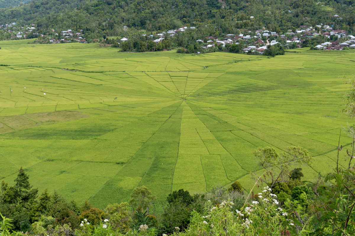 "Spider Web" Fields, West of Ruteng, "Spider Web" Fields, West of Ruteng