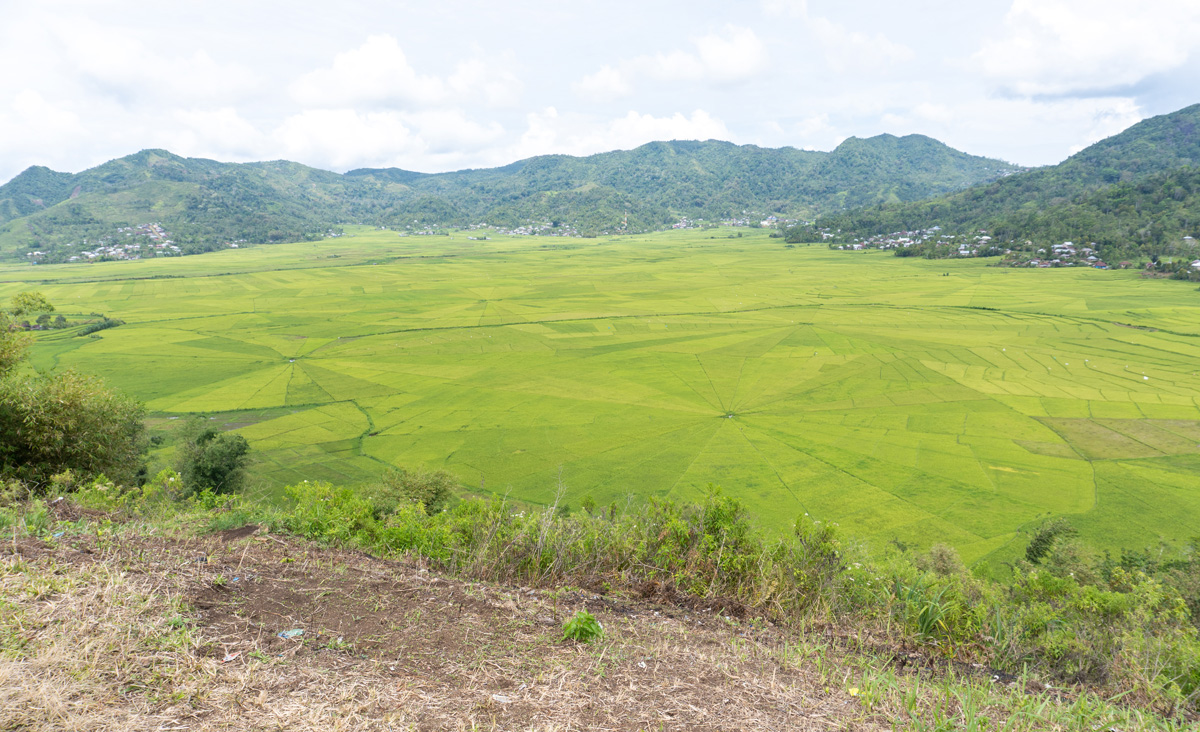 "Spider Web" Fields, West of Ruteng, "Spider Web" Fields, West of Ruteng