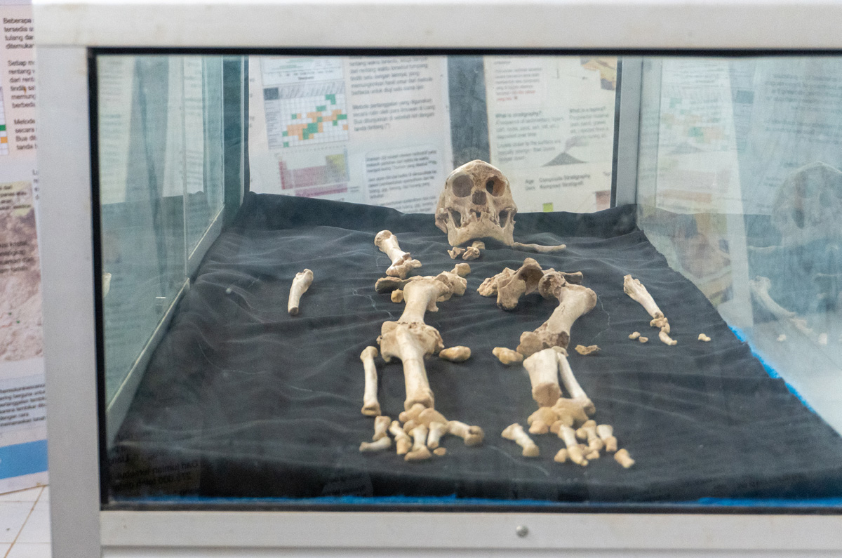 Liang Bua "Hobbit Cave"</b>, Reproduction "Hobbit" skeleton