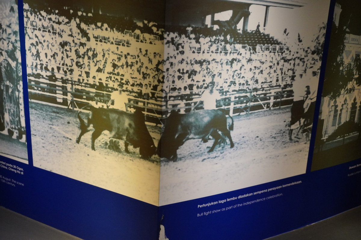 Around Kuala Lumpur, Photo of Bullfight between bulls!  (1963)