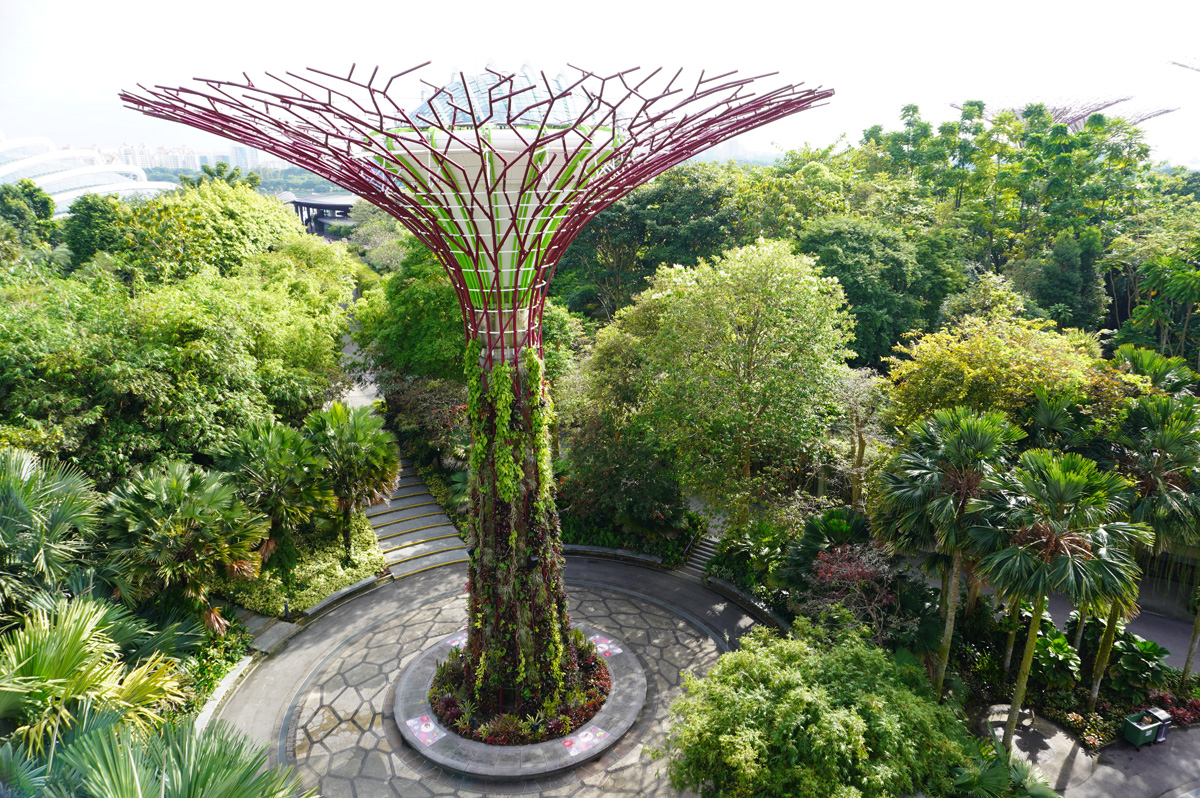 Gardens by the Bay: Supertree Grove, A Supertree from the Walkway