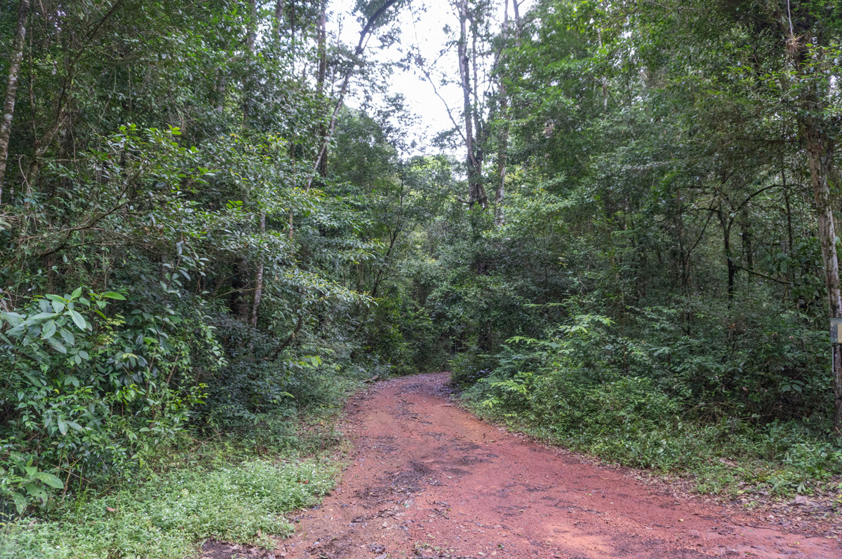 Brownsberg, Brownsberg forest