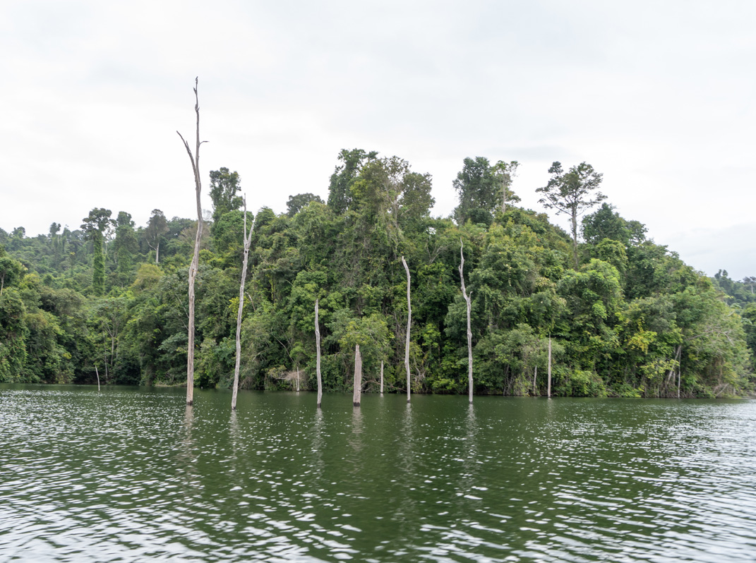 Afobaka Dam and Lake Brokopondo, Some of the many dead tree trunks Left from when the lake filled up