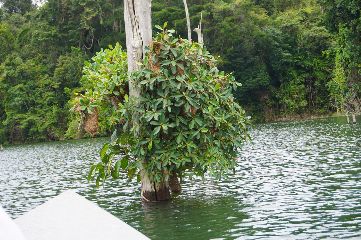 Afobaka Dam and Lake Brokopondo, Fresh vines on an old dead trunk And birds