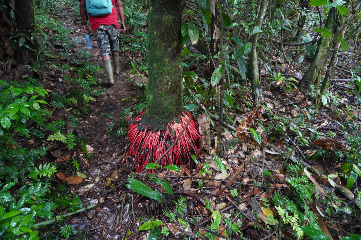 Kabalebo Nature Resort, Distinctive tree roots