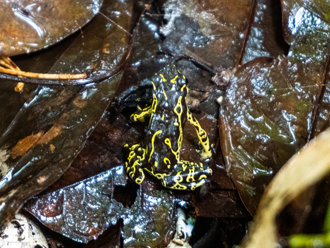 Kabalebo: Frogs & Toads, Harlequin Toad