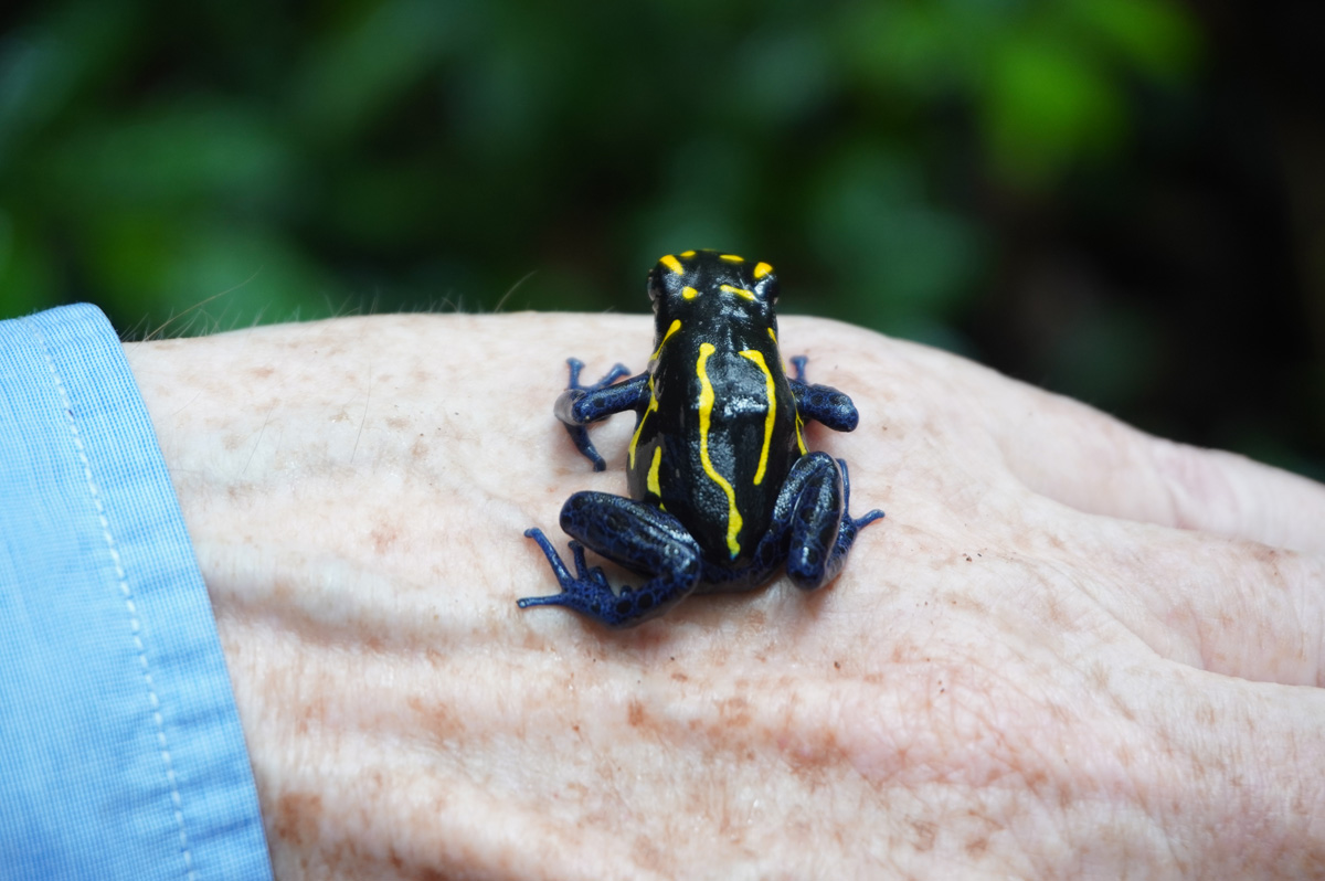 Kabalebo: Frogs & Toads, Graham + Dyeing Poison Dart Frog Dyeing Poison Dart Frog (Dendrobates tinctorius)