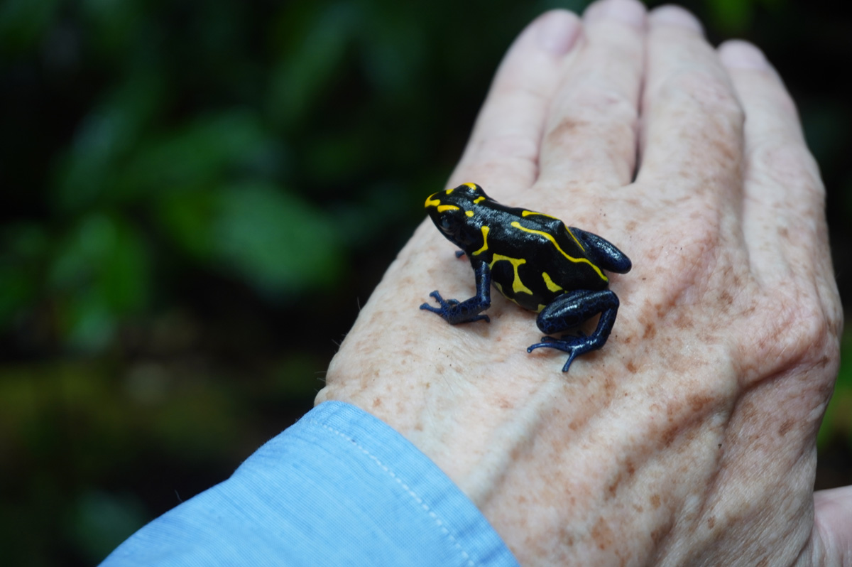 Kabalebo: Frogs & Toads