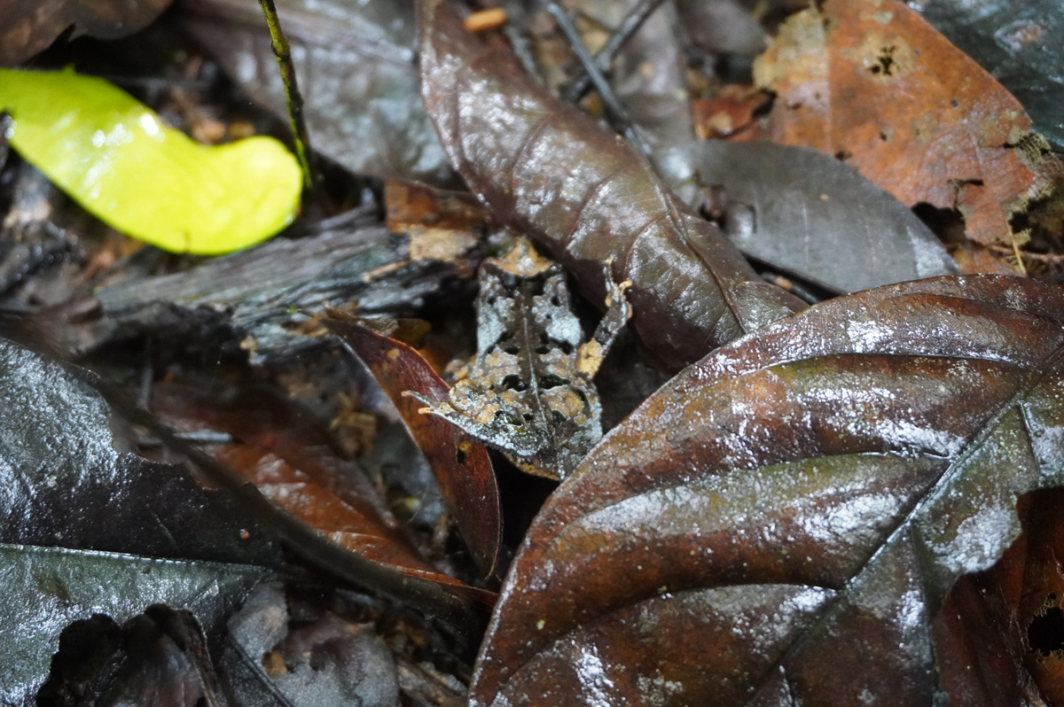 Kabalebo: Frogs & Toads, Well camouflaged leaf frog (?)