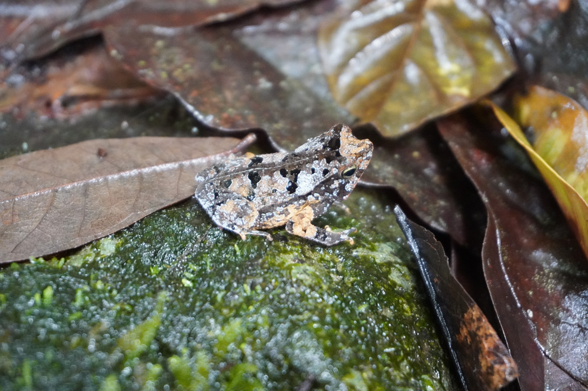 Kabalebo: Frogs & Toads