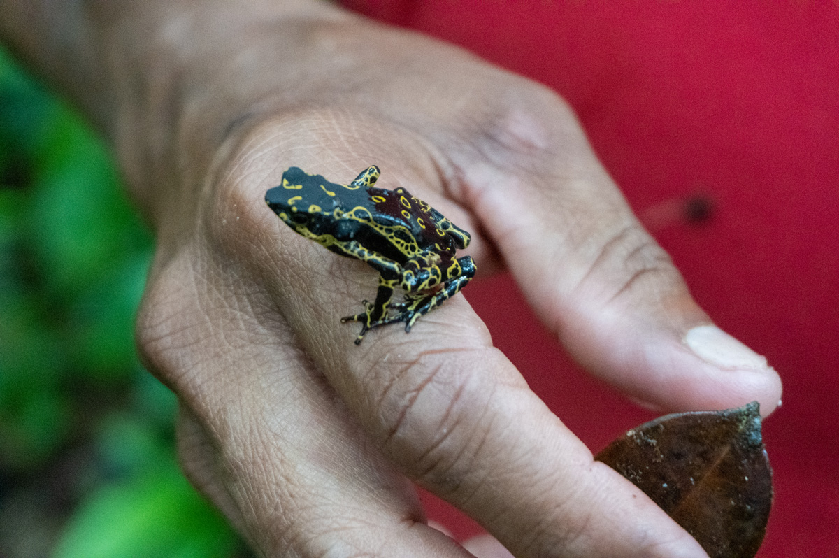 Kabalebo: Frogs & Toads, Guide + Harlequin Toad Hoogmoed Harlequin Toad (Atelopus hoogmoedi)
