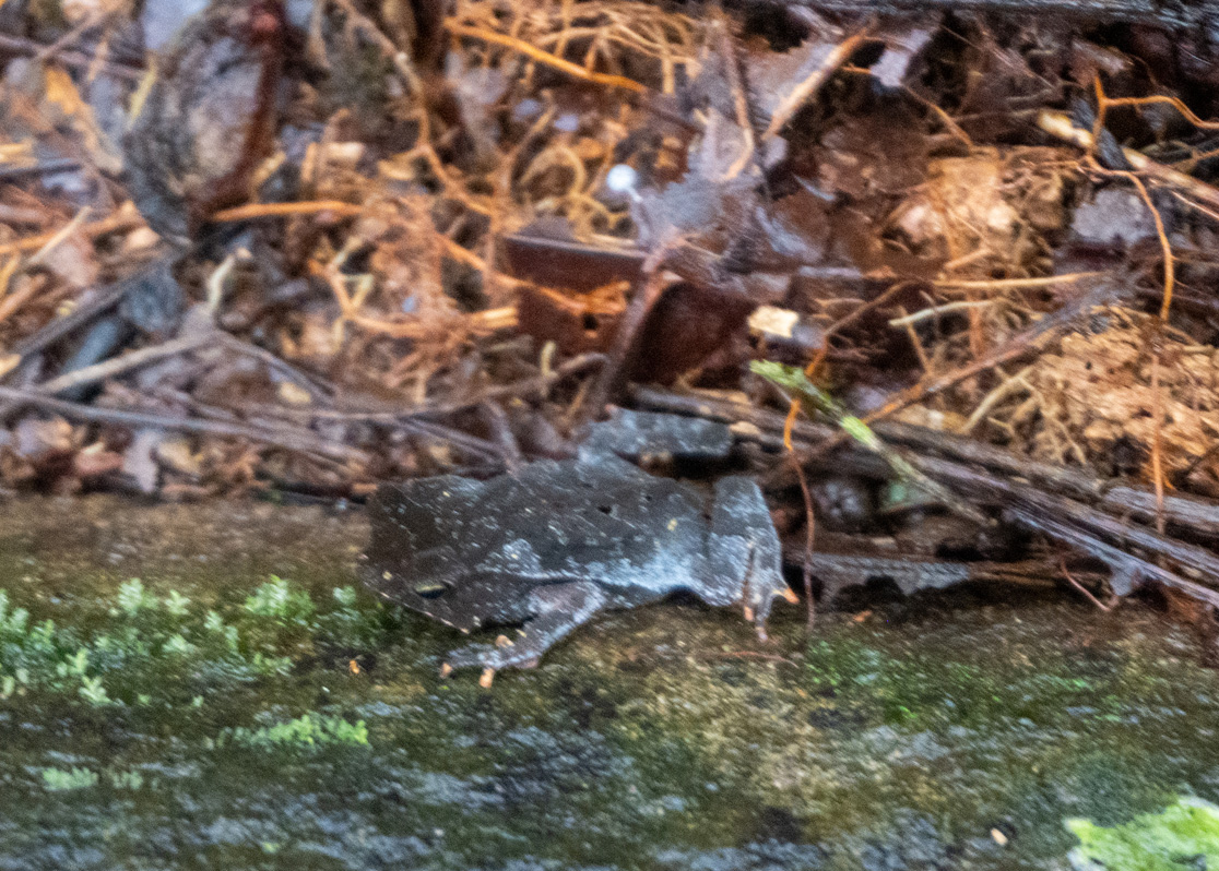 Kabalebo: Frogs & Toads, Unidentified flattish frog