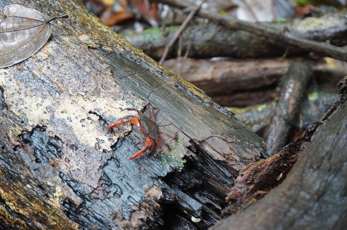 Kabalebo Nature Resort, A little land crab