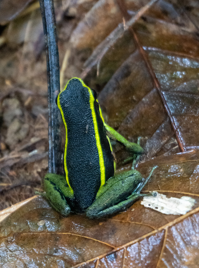 Kabalebo: Frogs & Toads