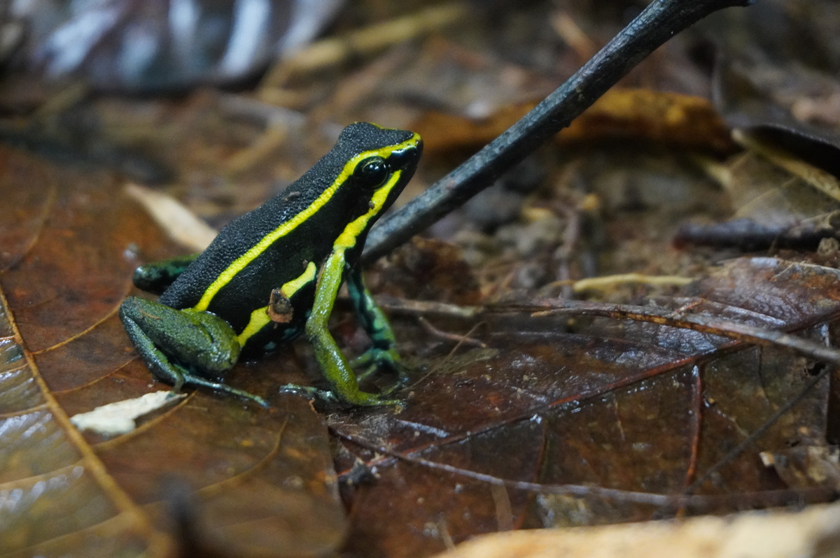 Kabalebo: Frogs & Toads, Three-Striped Poison Frog (Ameerega trivittata)
