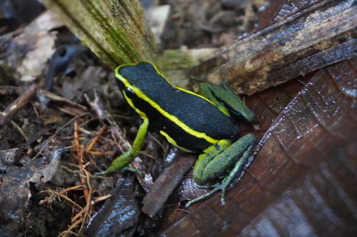 Kabalebo: Frogs & Toads