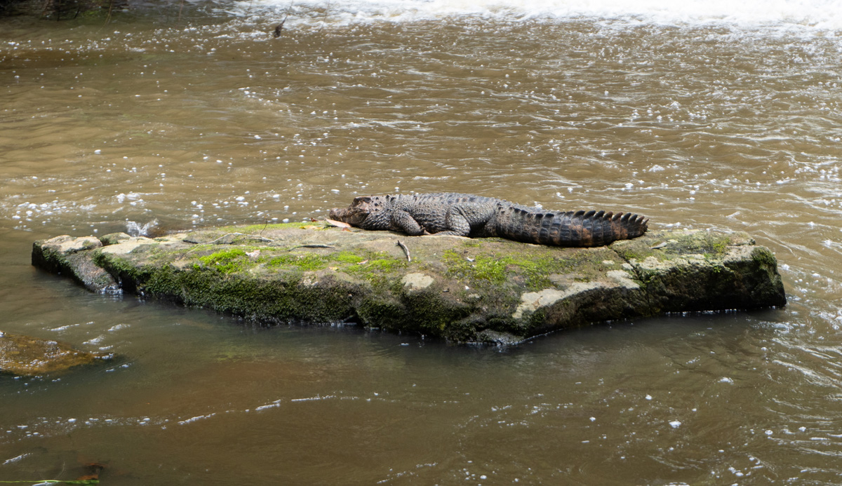 Kabalebo Nature Resort, With a napping Cayman
