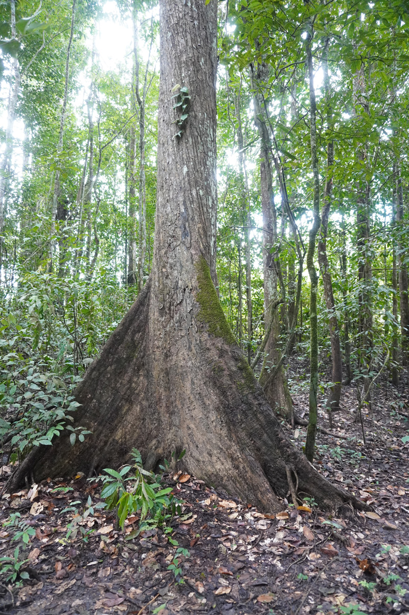 Kabalebo Nature Resort, Tree buttresses