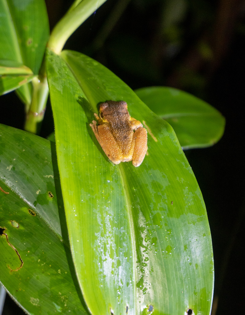 Kabalebo: Frogs & Toads, Tree Frog at night