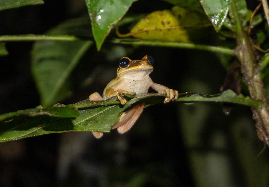 Kabalebo: Frogs & Toads, Tree Frog at night