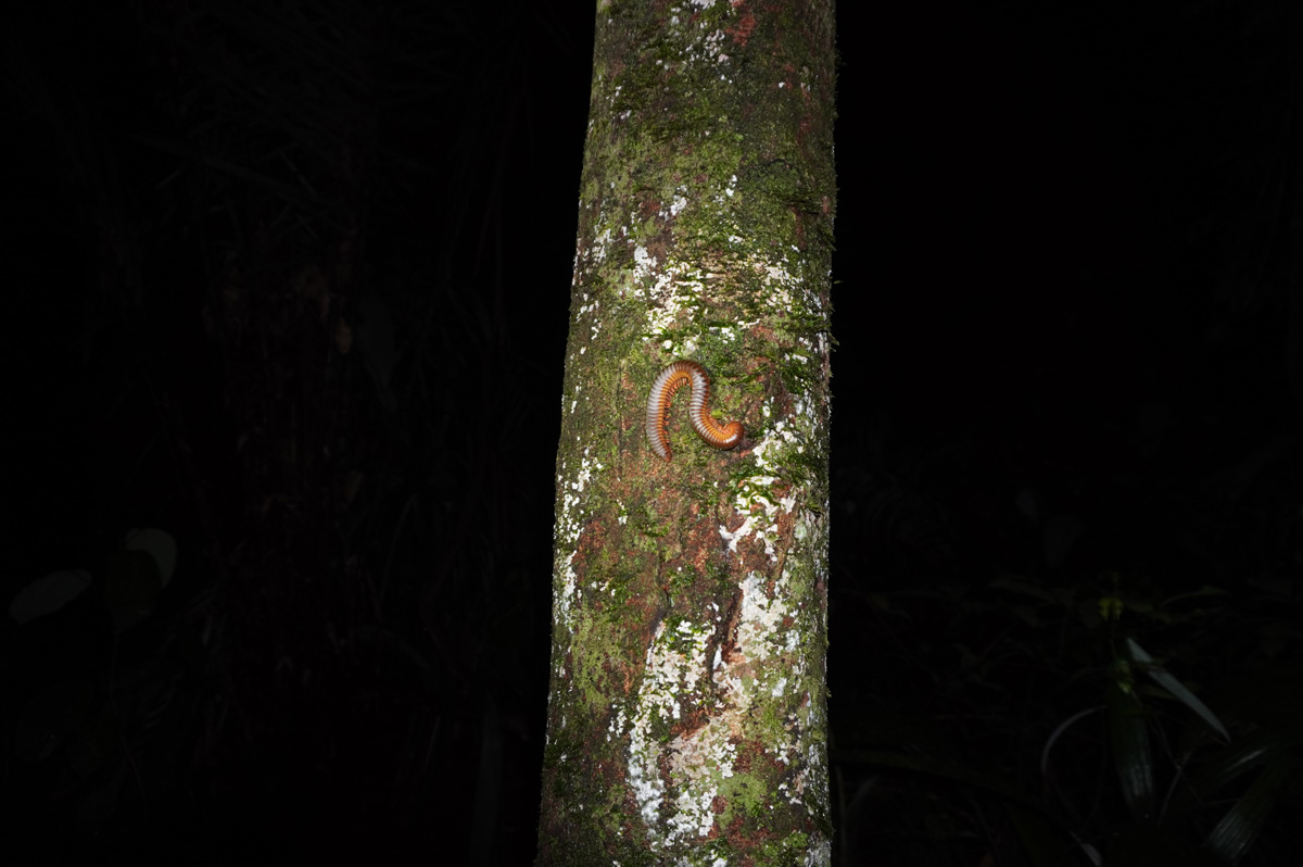 Kabalebo Nature Resort, Night Hike: Large centipede