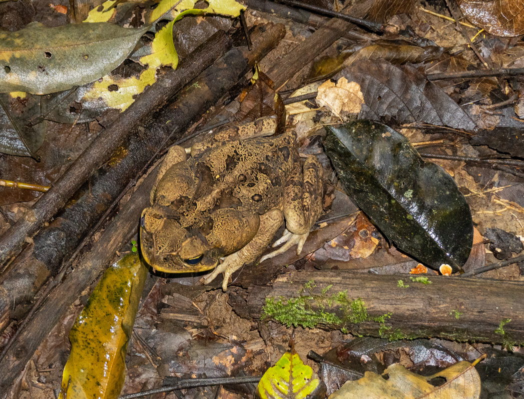 Kabalebo: Frogs & Toads, (Alleged) Suriname Toad at night
