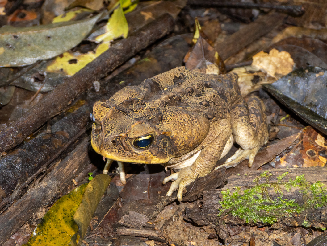 Kabalebo: Frogs & Toads, (Alleged) Suriname Toad