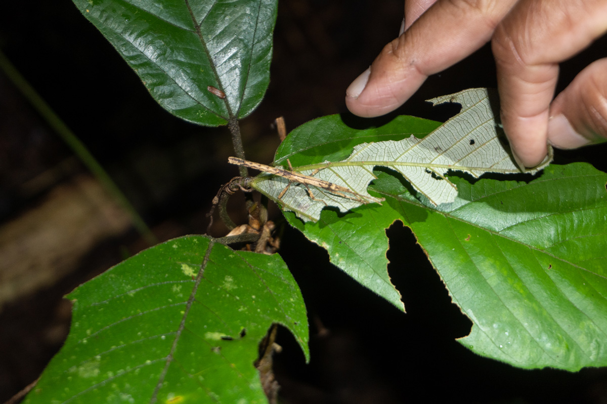 Kabalebo Nature Resort, Night Hike: Well camouflaged stick insect
