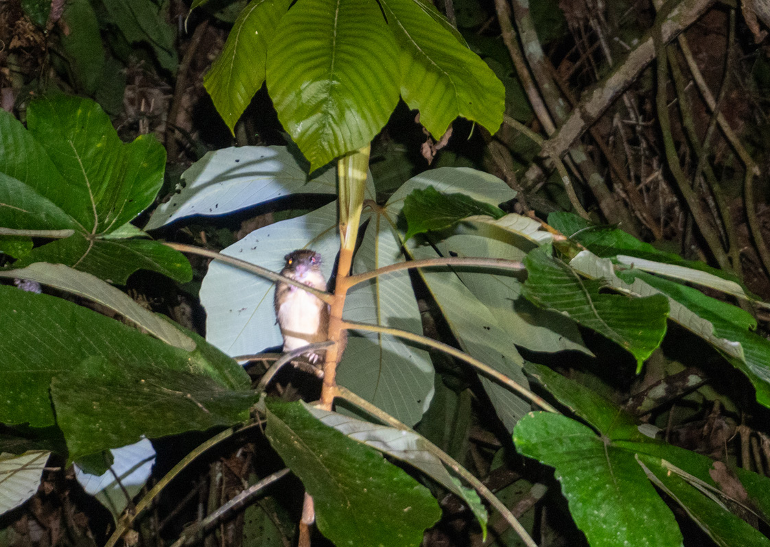 Kabalebo Nature Resort, Night Hike: Unknown small mammal