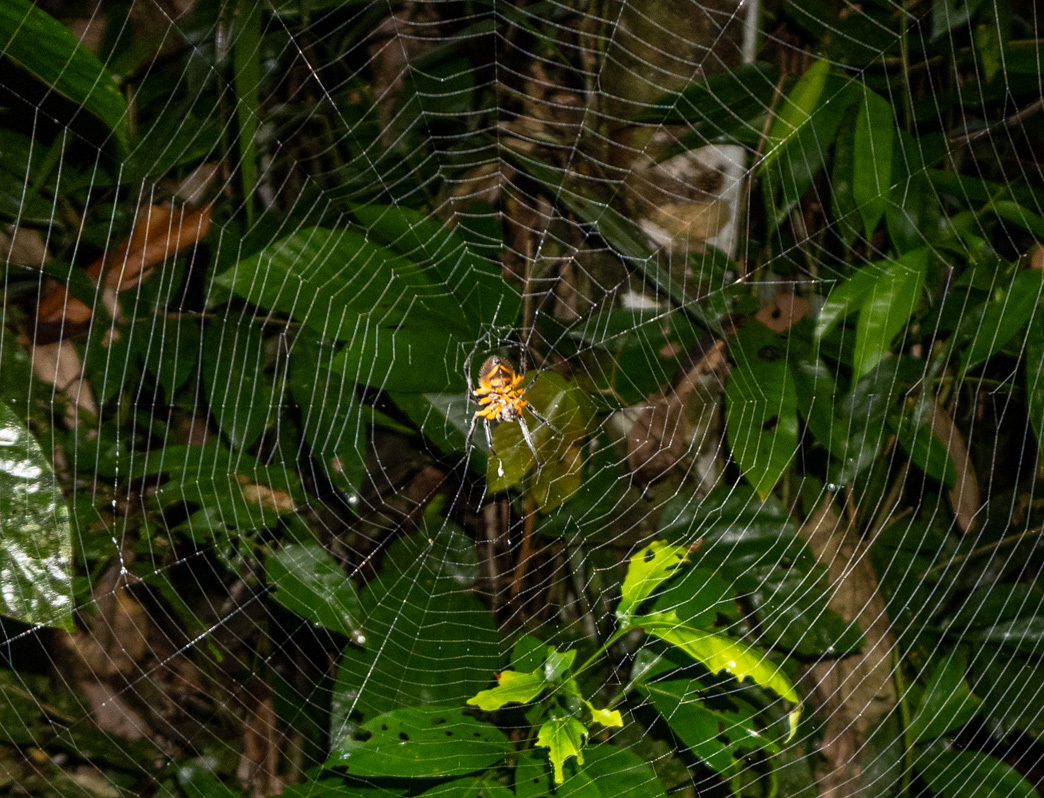 Kabalebo Nature Resort, Night Hike: Lurking spider