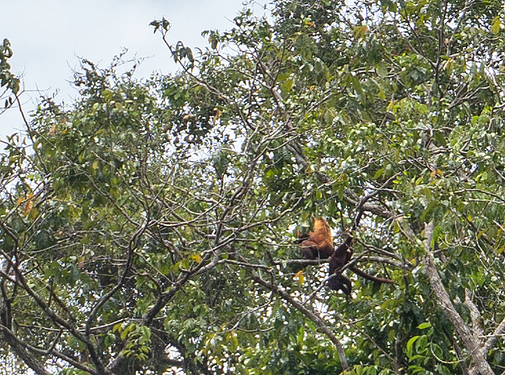 Kabalebo Nature Resort, Very distant Howler Monkeys