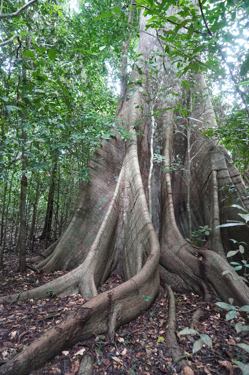 Kabalebo Nature Resort, Extravagantly buttressed tree