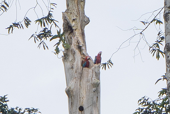 Kabalebo Nature Resort, Very distant Toucans