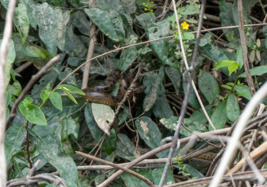 Kabalebo Nature Resort, Baby Anaconda