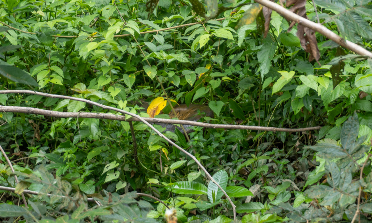 Kabalebo Nature Resort, A glimpse of a Very Giant Anaconda (Look behind the yellow leaf)