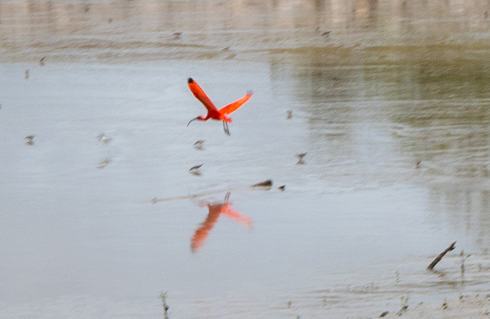 Tour to Nieuw Nickerie, Totness: Distant Scarlet Ibis