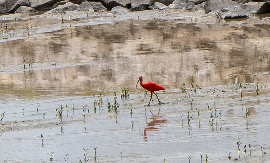 Tour to Nieuw Nickerie, Totness: Distant Scarlet Ibis