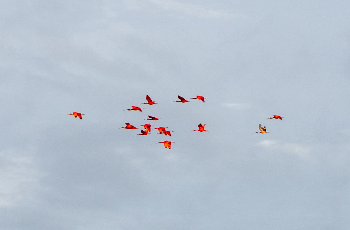 Tour to Nieuw Nickerie, Bigi Pan: Distant flock of Scarlet Ibises