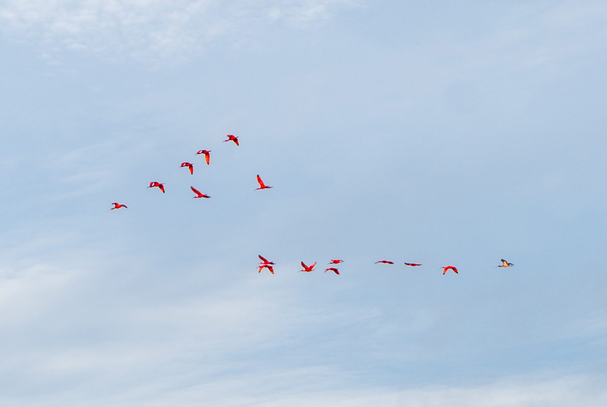Tour to Nieuw Nickerie, Bigi Pan: Distant flock of Scarlet Ibises