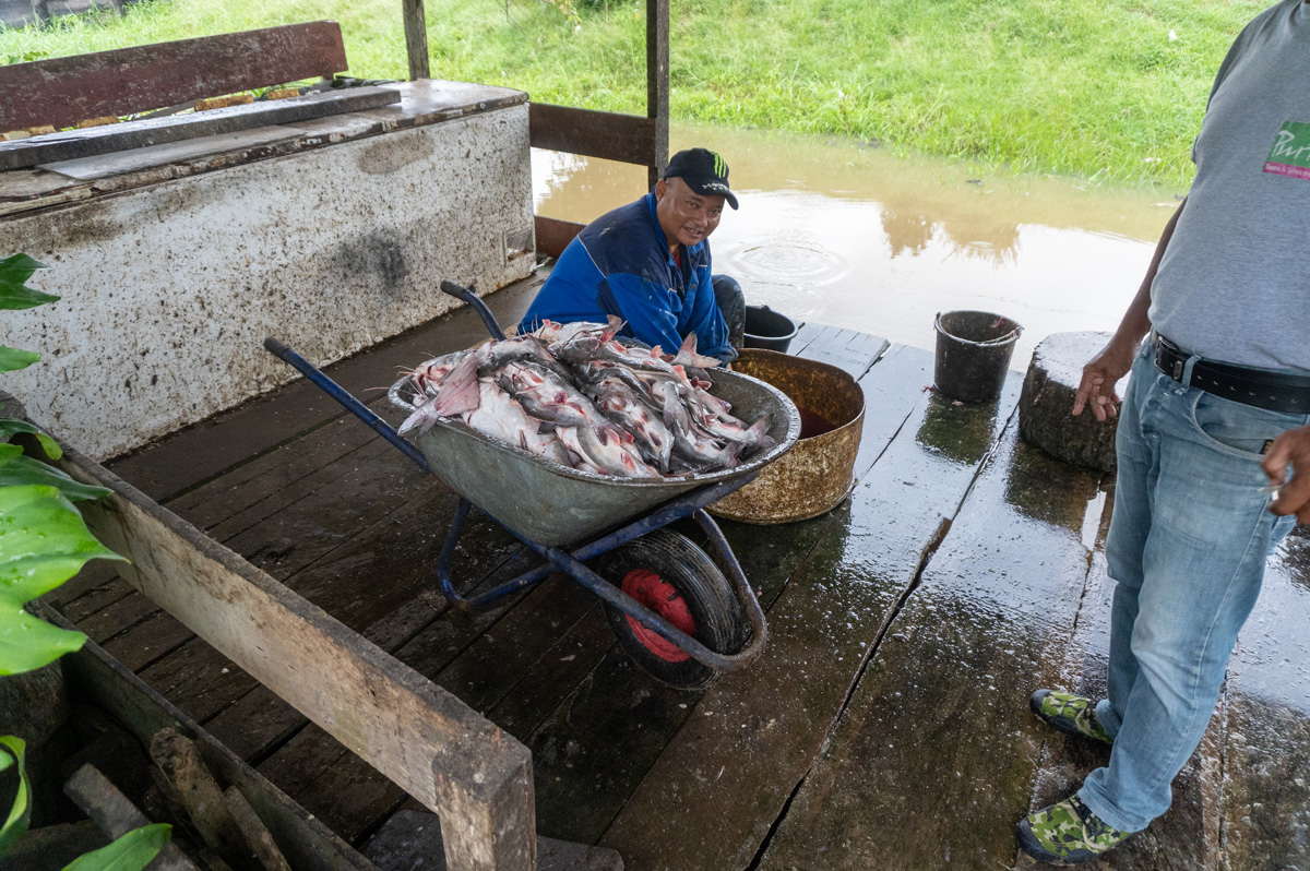 Tour to Nieuw Nickerie, Gutted fish, ready for smoking