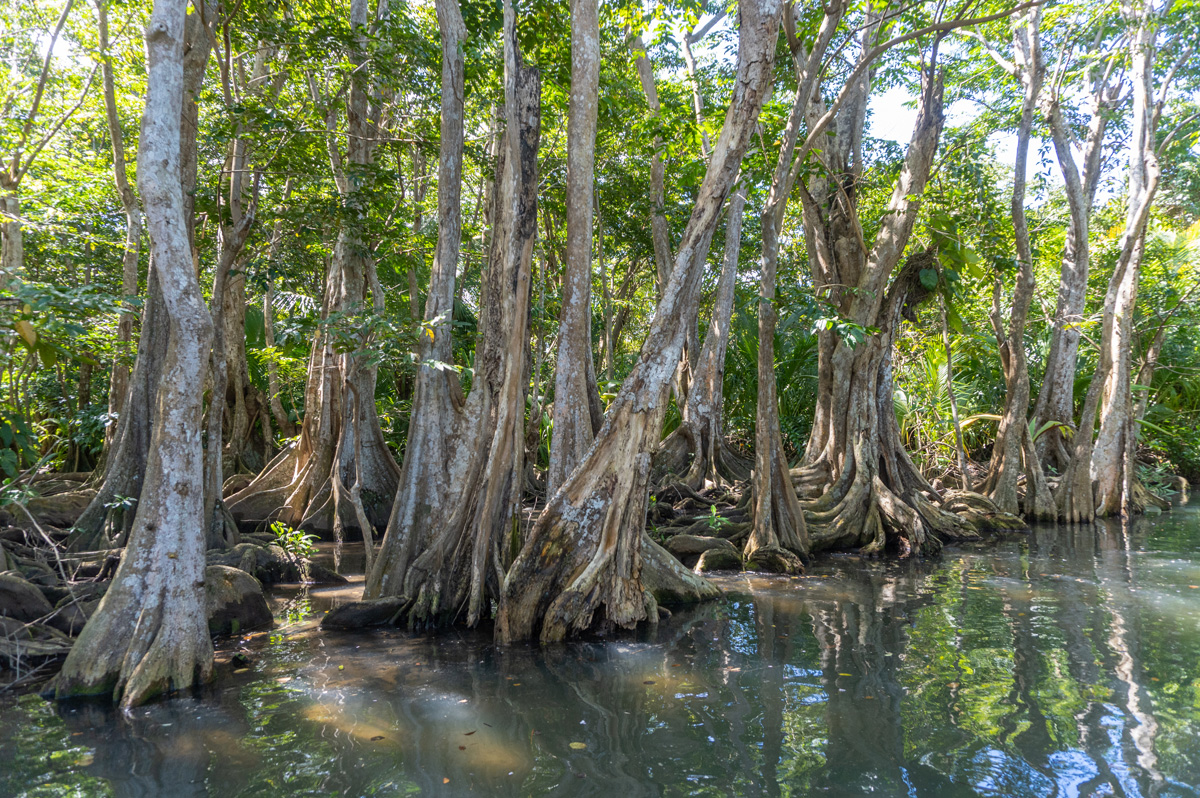 Indian River, Buttressed "Bwa Mang" trees