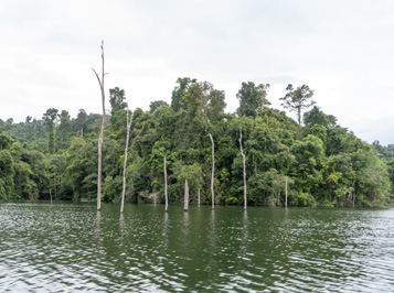 Some of the many dead tree trunks Left from when the lake fille, Afobaka Dam and Lake Brokopondo, 2022 Suriname