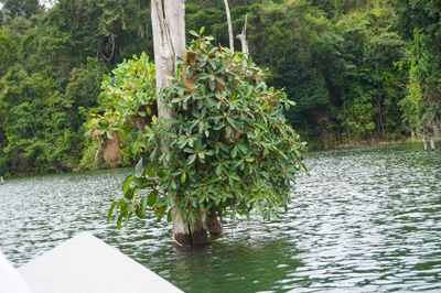 Fresh vines on an old dead trunk And birds's nests too., Afobaka Dam and Lake Brokopondo, 2022 Suriname