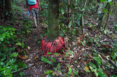 Distinctive tree roots, Kabalebo Nature Resort, 2022 Suriname