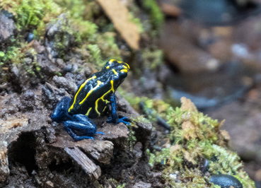 Dyeing Poison Dart Frog (Dendrobates tinctorius), Kabalebo: Frogs & Toads, 2022 Suriname